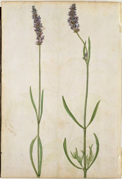 Lavandula officinalis (Oude Engelse Lavendel), c.1568 door Jacques Le Moyne